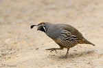 California quail | Tikaokao. Adult male. Coromandel Peninsula, Waikato, December 2011. Image © Neil Fitzgerald by Neil Fitzgerald.