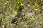 California quail | Tikaokao. Adult female among flowers. Waitakere Ranges, Auckland, December 2010. Image © Eugene Polkan by Eugene Polkan.