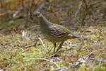 California quail | Tikaokao. Adult female in profile. Hot Water Beach, Coromandel. Image © Noel Knight by Noel Knight.