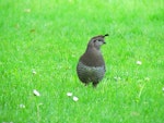 California quail | Tikaokao. Front view of adult female. Waitangi, October 2012. Image © Thomas Musson by Thomas Musson.