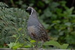 California quail | Tikaokao. Front view of adult male. Wellington, February 2012. Image © Peter Reese by Peter Reese.