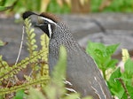 California quail | Tikaokao. Adult male showing head. Lower Hutt, December 2010. Image © John Flux by John Flux.