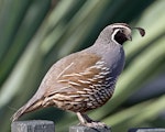 California quail | Tikaokao. Adult male. Nelson, December 2011. Image © Rebecca Bowater FPSNZ by Rebecca Bowater FPSNZ.