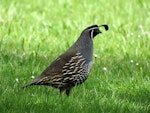 California quail | Tikaokao. Adult male. Waitangi, October 2012. Image © Thomas Musson by Thomas Musson.