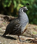 California quail | Tikaokao. Adult male in profile. Wanganui, March 2011. Image © Ormond Torr by Ormond Torr.