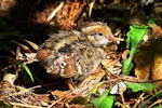 California quail | Tikaokao. Chick sunbathing. Karori Sanctuary / Zealandia, November 2022. Image © Paul Le Roy by Paul Le Roy.