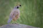 California quail | Tikaokao. Adult male. Tongariro River, December 2010. Image © Tony Whitehead by Tony Whitehead.