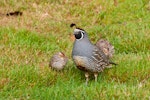 California quail | Tikaokao. Adult male with chicks. Pukawa, January 2013. Image © Albert Aanensen by Albert Aanensen.