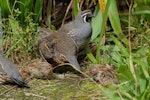 California quail | Tikaokao. Pair with chicks. Wellington, February 2012. Image © Peter Reese by Peter Reese.