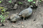 California quail | Tikaokao. Adult male with juvenile. Park Island, Napier, January 2012. Image © Adam Clarke by Adam Clarke.