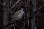 California quail | Tikaokao. Male perched in tree. Queenstown, August 2010. Image © Peter Reese by Peter Reese.