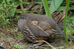 California quail | Tikaokao. Female with chick. Wellington, February 2012. Image © Peter Reese by Peter Reese.