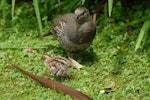 California quail | Tikaokao. Female with chick. Bay of Islands, December 2010. Image © Peter Reese by Peter Reese.