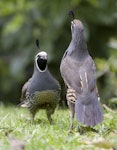 California quail | Tikaokao. Males fighting. Lake Tarawera, January 2010. Image © Phil Battley by Phil Battley.