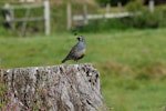 California quail | Tikaokao. Male on sentry duty. Riversdale, Wairarapa, November 2010. Image © Peter Reese by Peter Reese.