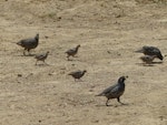 California quail | Tikaokao. Covey. Hamilton Zoo, January 2016. Image © Alan Tennyson by Alan Tennyson.