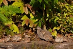 California quail | Tikaokao. Female with covey. Pukawa, January 2013. Image © Albert Aanensen by Albert Aanensen.