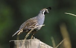 California quail | Tikaokao. Adult male on post. February 1989. Image © Peter Reese by Peter Reese.