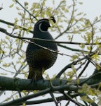 California quail | Tikaokao. Male with two head plumes in silhoette. Waikato, October 2012. Image © Joke Baars by Joke Baars.