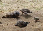 California quail | Tikaokao. Covey dust bathing. Hamilton Zoo, January 2016. Image © Alan Tennyson by Alan Tennyson.