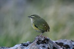 Rock wren | Pīwauwau. Rear view of adult male. Otira Valley, February 2007. Image © David Boyle by David Boyle.