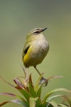 Rock wren | Pīwauwau. Adult male. Gertrude Valley, Fiordland, January 2012. Image © Craig McKenzie by Craig McKenzie.