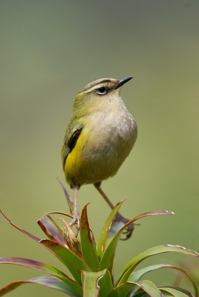 Rock wren | Pīwauwau. Adult male. Gertrude Valley, Fiordland, January 2012. Image © Craig McKenzie by Craig McKenzie.