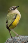 Rock wren | Pīwauwau. Adult male. Gertrude Valley, Fiordland, January 2012. Image © Craig McKenzie by Craig McKenzie.