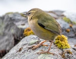 Rock wren | Pīwauwau. Adult showing natural band of dead skin on leg. Homer Tunnel, May 2018. Image © Tony Whitehead by Tony Whitehead.