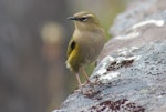 Rock wren | Pīwauwau. Adult male. Homer Tunnel, Fiordland, January 2010. Image © Suzi Phillips by Suzi Phillips.