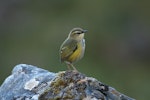 Rock wren | Pīwauwau. Side view of adult male. Otira Valley, February 2007. Image © David Boyle by David Boyle.