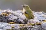 Rock wren | Pīwauwau. Adult male. Gertrude Valley, Fiordland, March 2022. Image © Rob Lynch by Rob Lynch.