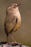 Rock wren | Pīwauwau. Adult female. Gertrude Valley, Fiordland, January 2012. Image © Craig McKenzie by Craig McKenzie.