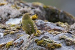 Rock wren | Pīwauwau. Adult male. Gertrude Valley, Fiordland, March 2022. Image © Rob Lynch by Rob Lynch.