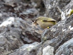 Rock wren | Pīwauwau. Adult male carrying weta to nest. Haast Range, Mt Aspiring National Park, December 2014. Image © David Webb by David Webb.