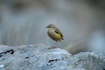 Rock wren | Pīwauwau. Adult female on rock. Otira Valley, February 2007. Image © David Boyle by David Boyle.