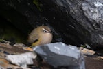 Rock wren | Pīwauwau. Adult female in rock crevice. Otira Valley, Arthur's Pass, June 2023. Image © Ben Ackerley by Ben Ackerley.