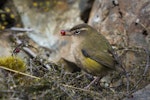 Rock wren | Pīwauwau. Adult female with berry. Otira Valley, April 2018. Image © Oscar Thomas by Oscar Thomas.