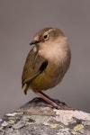 Rock wren | Pīwauwau. Adult female. Gertrude Valley, Fiordland, January 2012. Image © Craig McKenzie by Craig McKenzie.