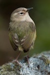 Rock wren | Pīwauwau. Adult female. Gertrude Valley, Fiordland, January 2012. Image © Craig McKenzie by Craig McKenzie.