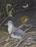 Lyall's wren. Image 2006-0010-1/3 from the series 'Extinct birds of New Zealand'. Masterton, January 2005. Image © Purchased 2006. © Te Papa by Paul Martinson.