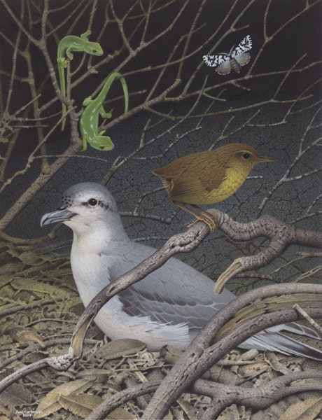 Lyall's wren. Image 2006-0010-1/3 from the series 'Extinct birds of New Zealand'. Masterton, January 2005. Image © Purchased 2006. © Te Papa by Paul Martinson.