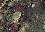 Rock wren | Pīwauwau. Adult male at nest entrance. Tutoko high bench, Fiordland, January 1978. Image © Department of Conservation (image ref: 10036515) by Rod Morris, Department of Conservation.