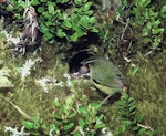 Rock wren | Pīwauwau. Adult male bringing food to chicks in nest. Tutoko high bench, Fiordland, January 1978. Image © Department of Conservation (image ref: 10047936) by Rod Morris, Department of Conservation.