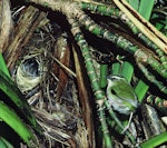 Rock wren | Pīwauwau. Adult male at nest entrance in mountain flax. Tutoko high bench, Fiordland, January 1978. Image © Department of Conservation (image ref: 10031003) by Rod Morris, Department of Conservation.