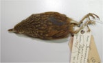 Lyall's wren. Female specimen in Canterbury Museum (AV917), dorsal view. Stephens Island, January 1899. Image © Colin Miskelly by Colin Miskelly.