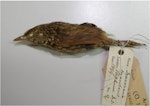 Lyall's wren. Female specimen in Canterbury Museum (AV917), side view. Stephens Island, January 1899. Image © Colin Miskelly by Colin Miskelly.