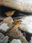 Lyall's wren. 'Lyall's wren among rocks' oil on board 370 x 280 mm. January 1990. Image © Paul Martinson by Paul Martinson painting.