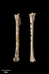 North Island stout-legged wren. Tibiotarsus (left) and tarsometatarsus. Te Papa S.027810. Elver Canyon Cave, Waipu, January 1988. Image © Te Papa.