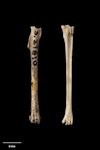 North Island stout-legged wren. Tibiotarsus (left) and tarsometatarsus. Te Papa S.027810. Elver Canyon Cave, Waipu, January 1988. Image © Te Papa.